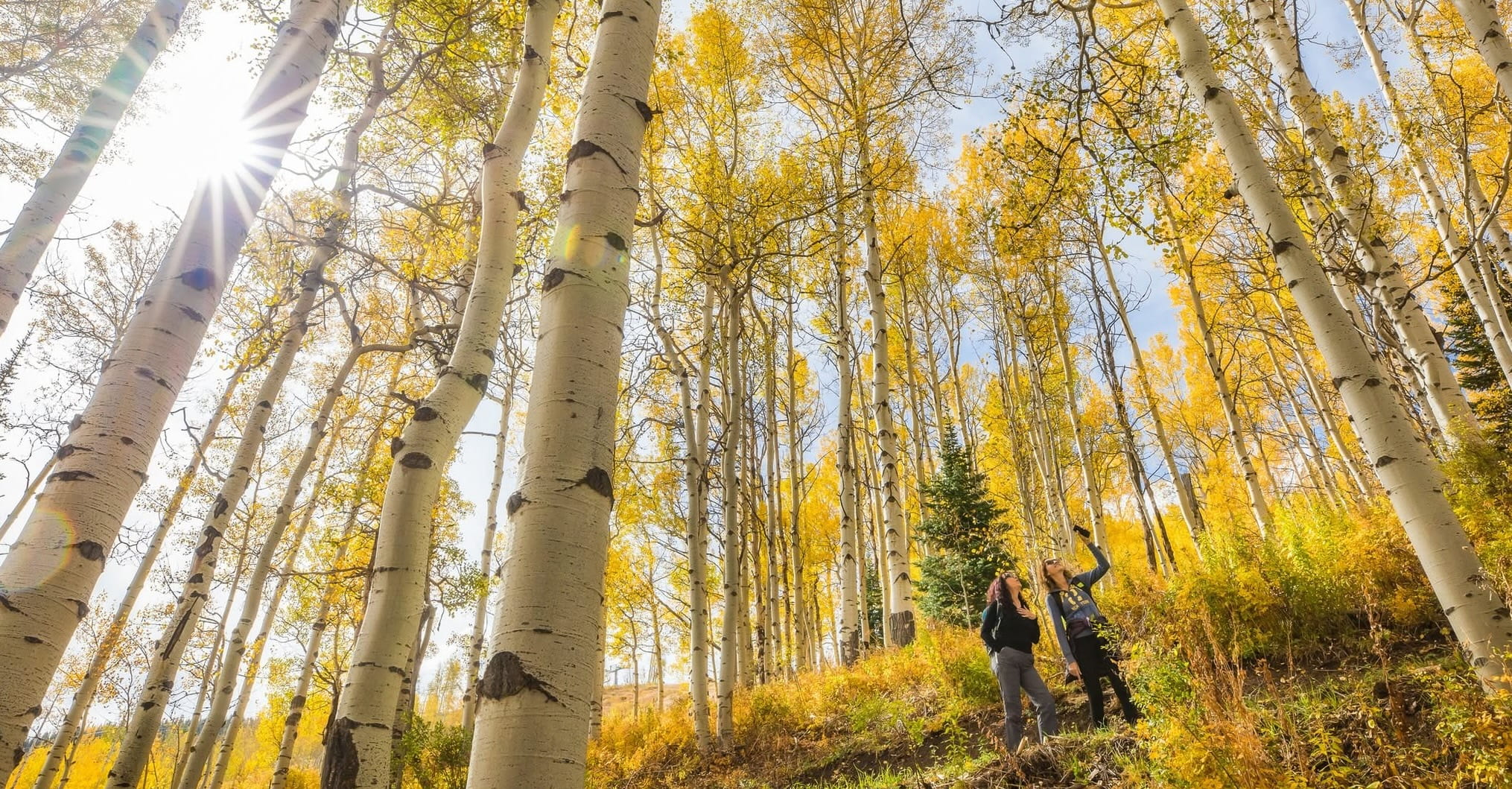 Two friends pose in an aspen forest, surrounded by the striking white trunks and lush green foliage of the trees.